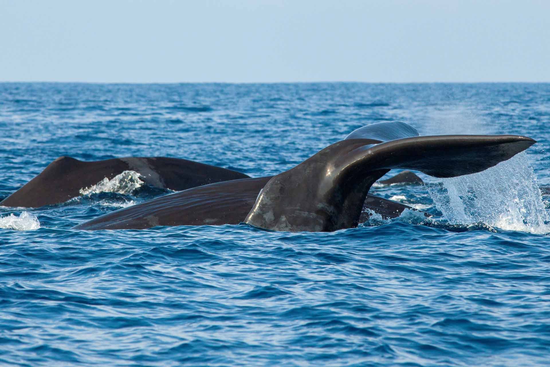 Trilling Things to Do in  Galle