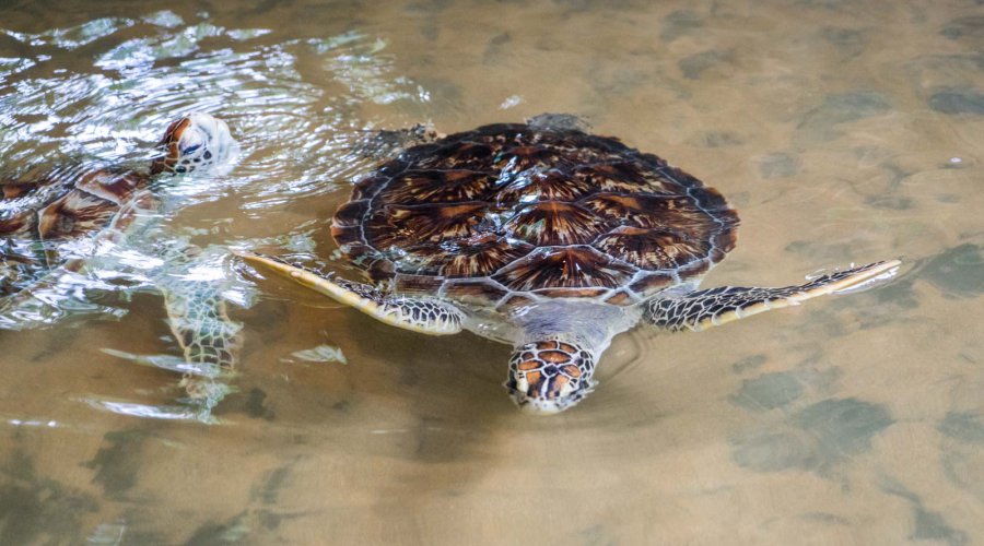 turtle-hatchery-kosgoda