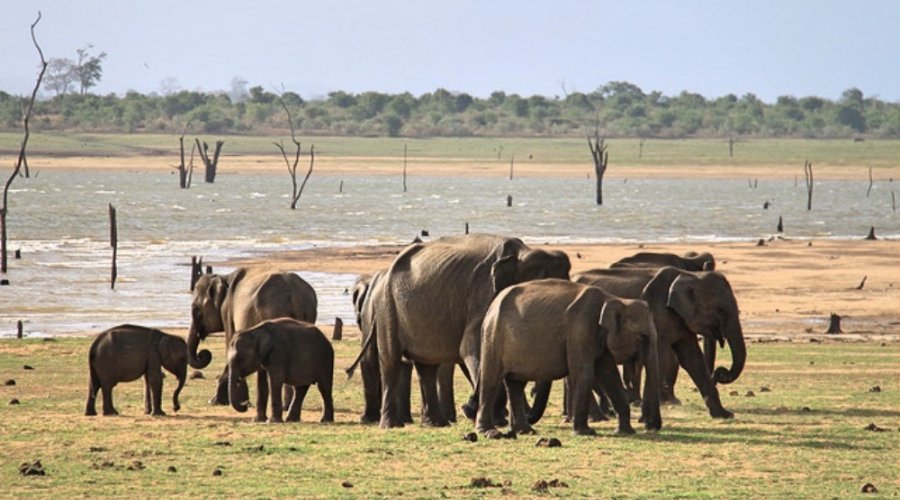 Udawalawe Safari