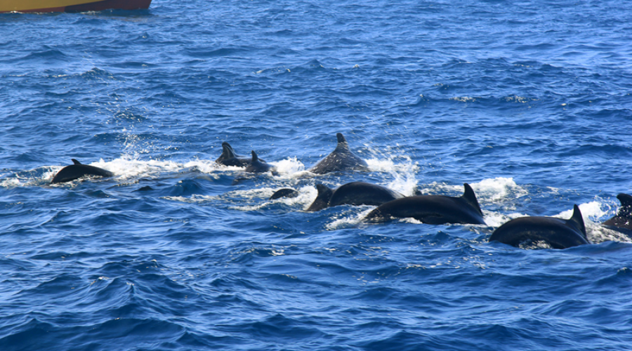 whale-watching-in-mirissa
