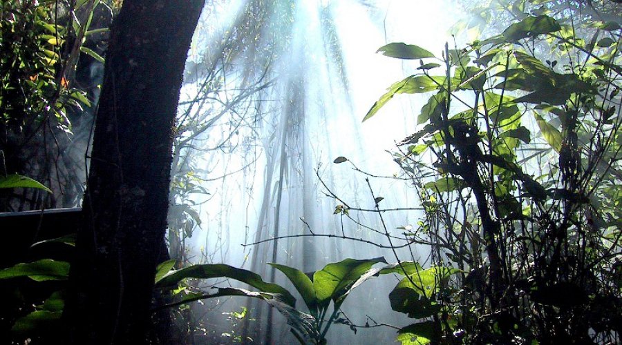 sinharajaya-rain-forest