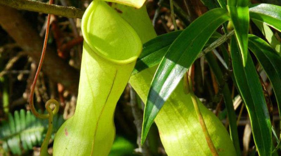 bandura-sinharajaya-rain-forest