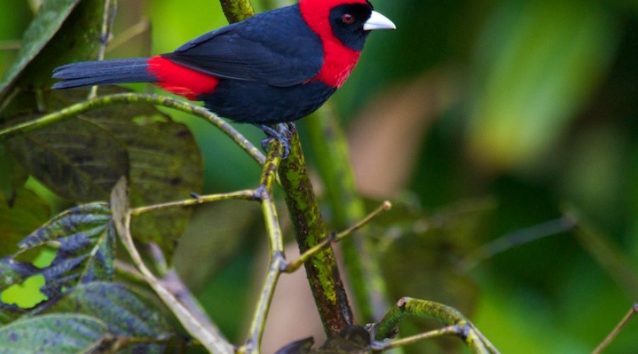 bird-watching-in-sinharajaya-rain-forest