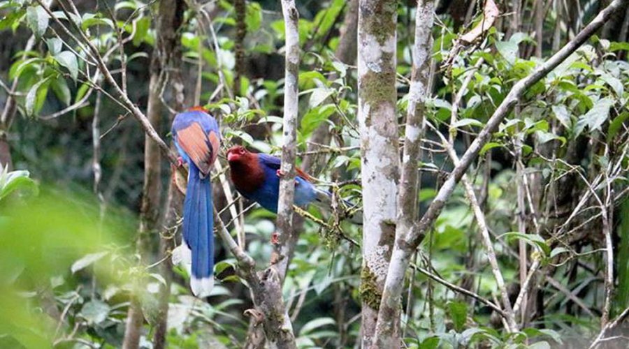 bird-watching-in-sinharajaya-rain-forest