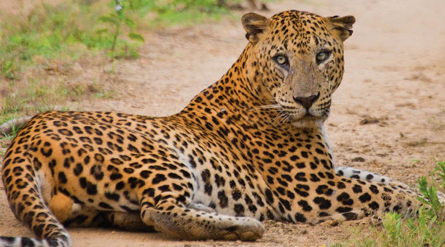 Leopard-Trails-in-Yala-National Park