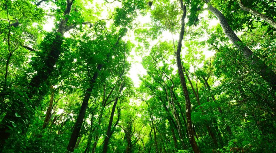 sinharajaya-rain-forest