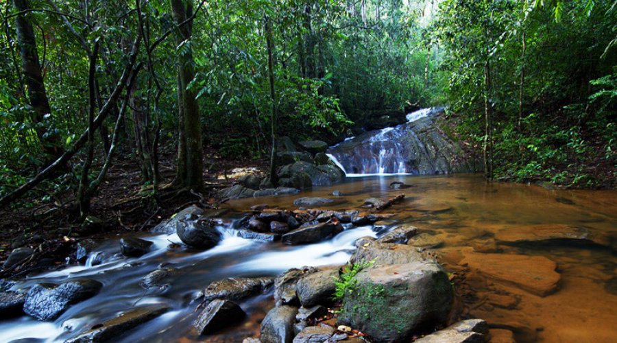 sinharajaya-rain-forest