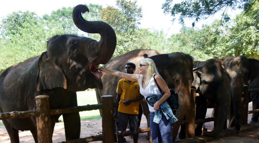 pinnawala elephant orphanage
