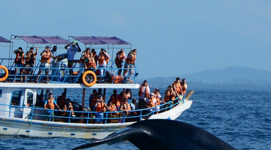 whale-watching-in-mirissa