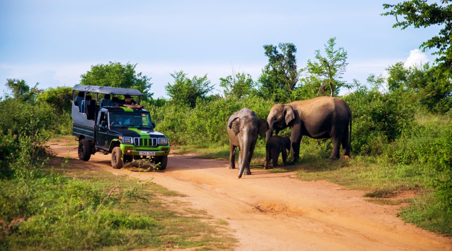 udawalewe-safari