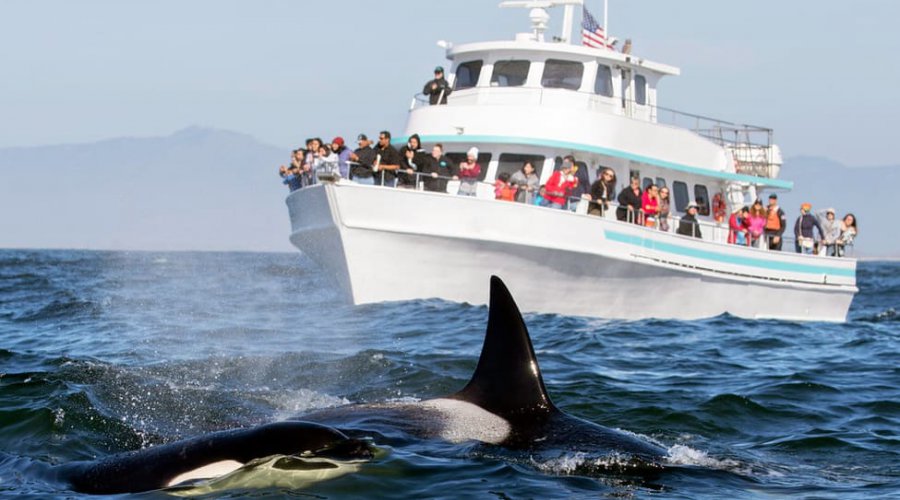 whale-watching-in-mirissa